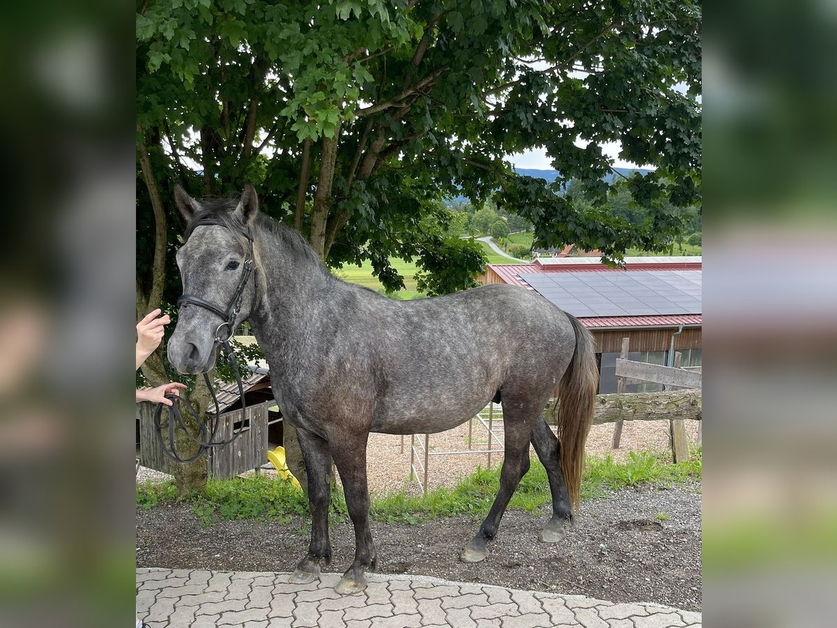Más caballos centroeuropeos Caballo castrado 4 años in Stainz
