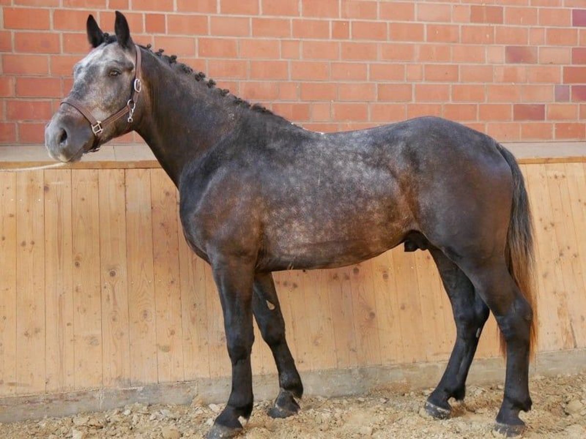 Más caballos centroeuropeos Mestizo Caballo castrado 5 años 154 cm in Dorsten