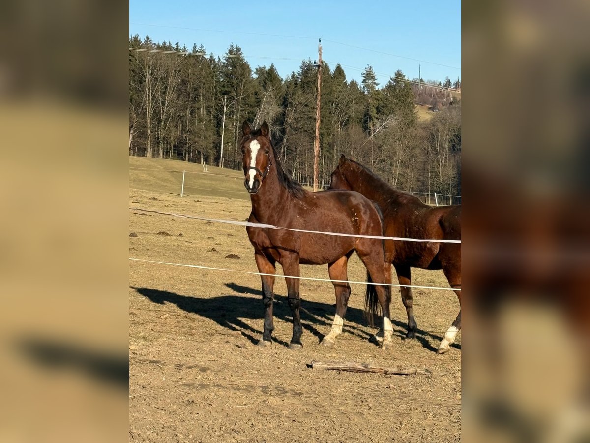 Más caballos centroeuropeos Caballo castrado 5 años 155 cm Castaño in Lannach