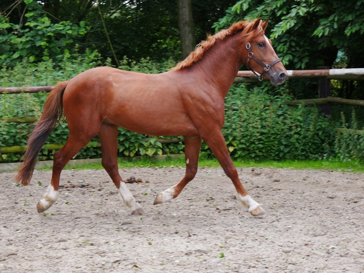 Más caballos centroeuropeos Caballo castrado 5 años 160 cm in Dorsten