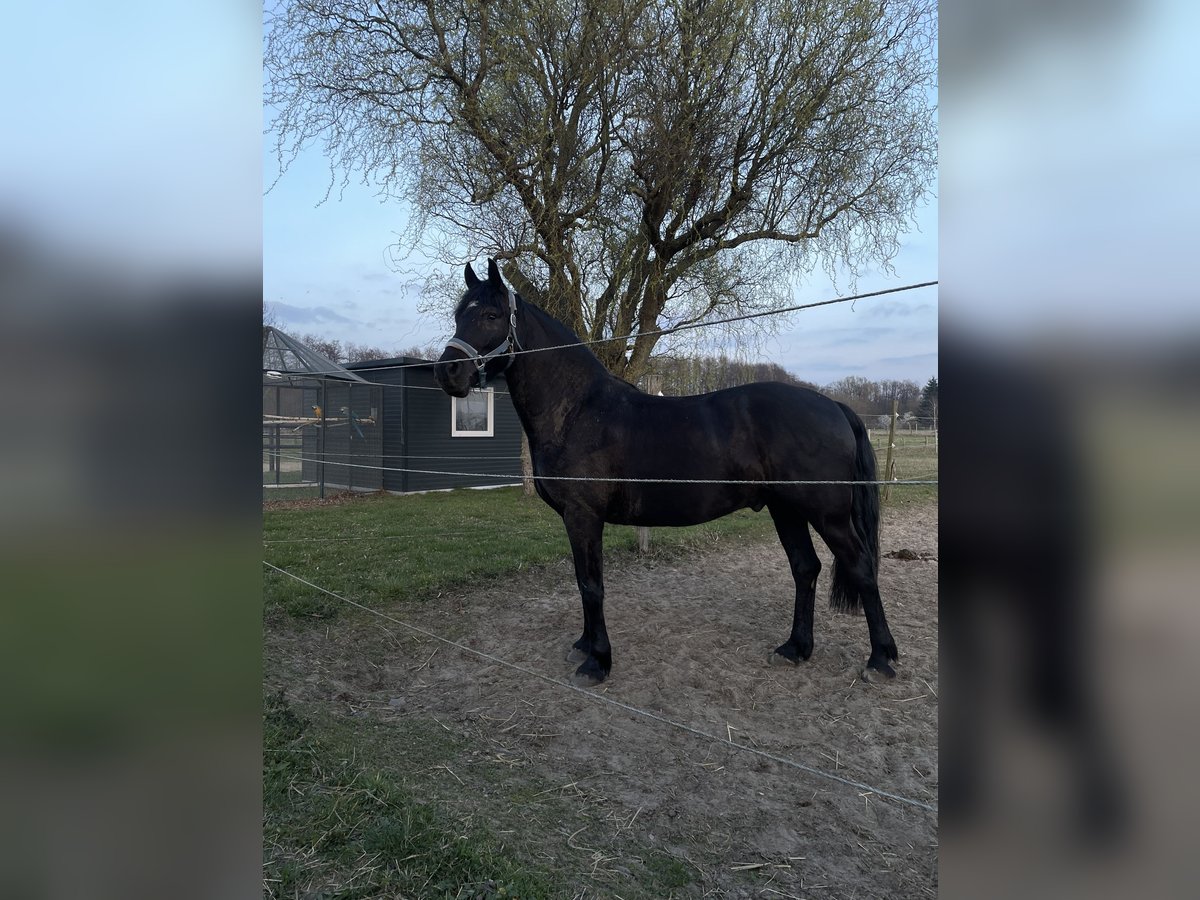 Más caballos centroeuropeos Caballo castrado 5 años 160 cm Negro in Uetz-PaarenPotsdam