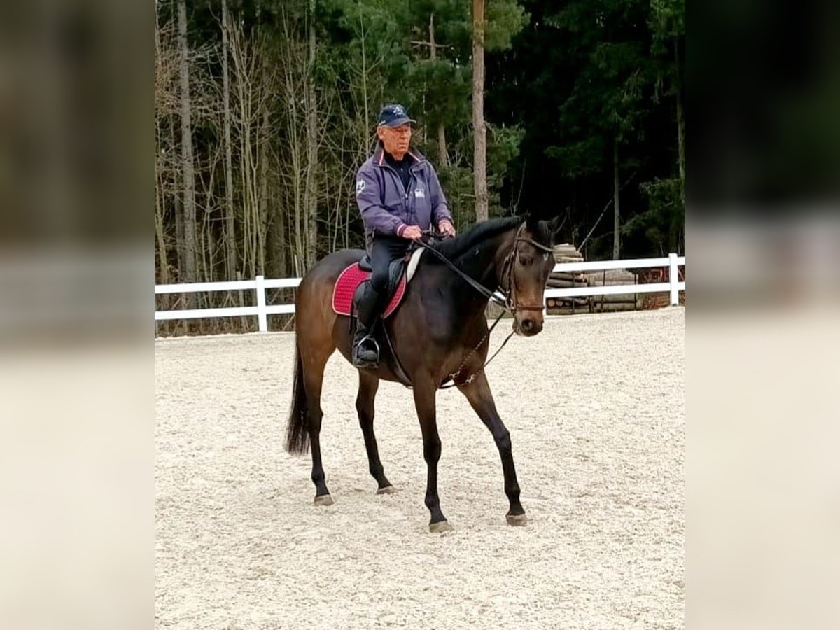 Más caballos centroeuropeos Caballo castrado 5 años 165 cm Castaño oscuro in Gaimersheim