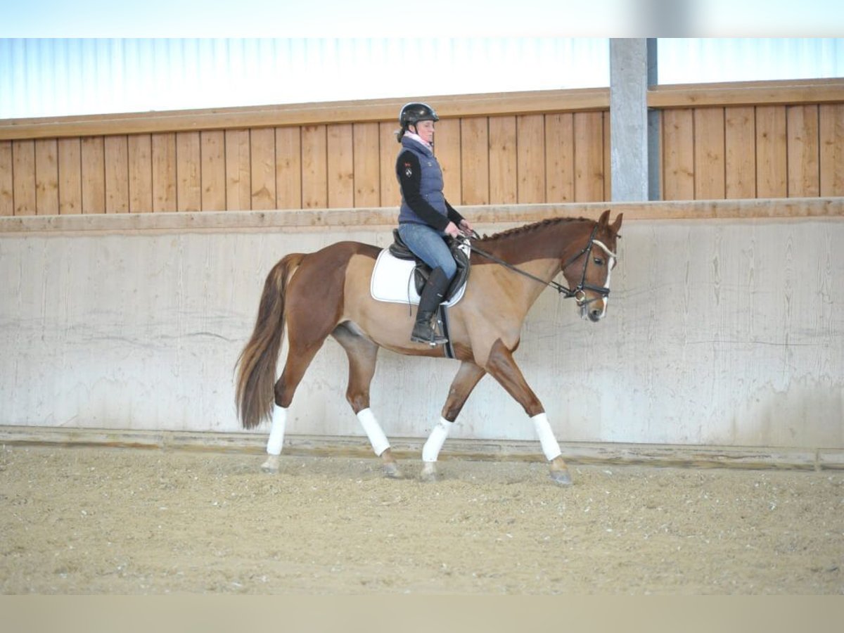 Más caballos centroeuropeos Caballo castrado 5 años 167 cm Alazán in Wellheim