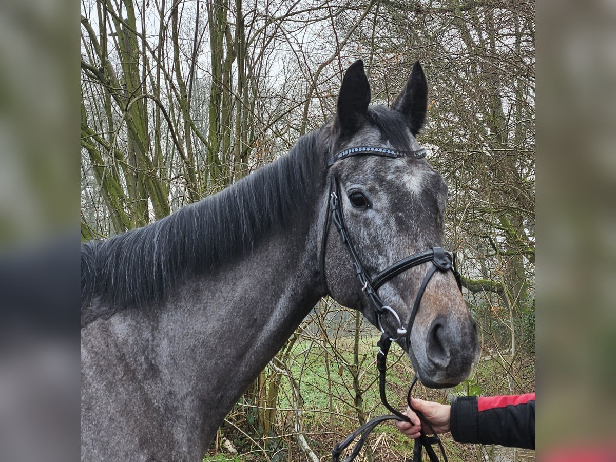 Más caballos centroeuropeos Caballo castrado 5 años 167 cm Tordillo negro in Wachtendonk