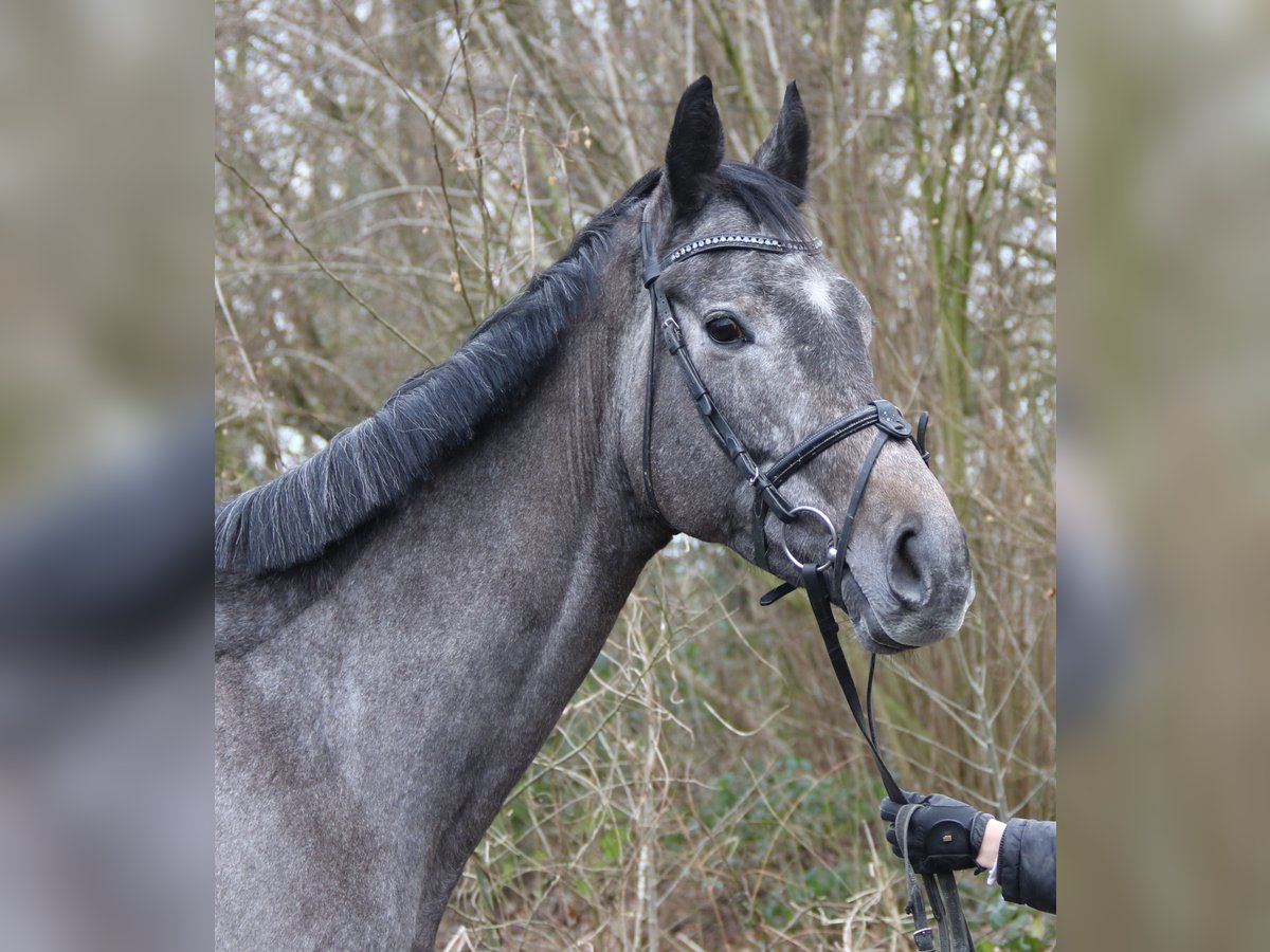Más caballos centroeuropeos Caballo castrado 5 años 167 cm Tordillo negro in Wachtendonk