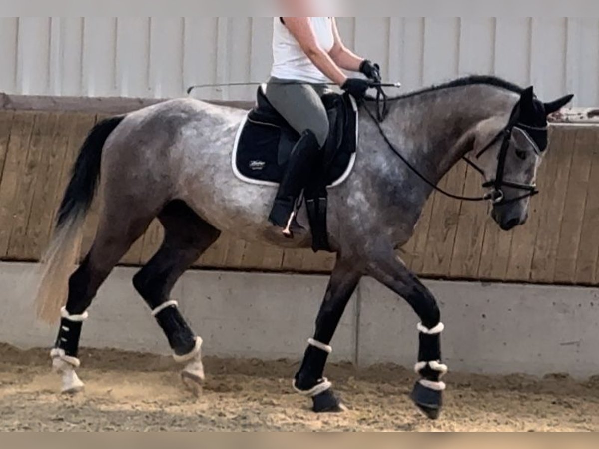 Más caballos centroeuropeos Caballo castrado 5 años 169 cm Tordo in Paderborn