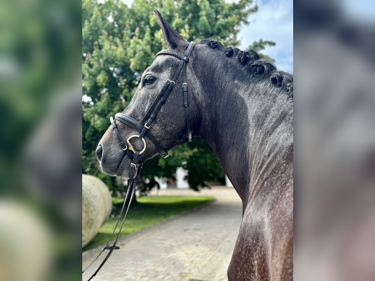 Más caballos centroeuropeos Caballo castrado 5 años 175 cm Tordillo negro in Simbach am Inn