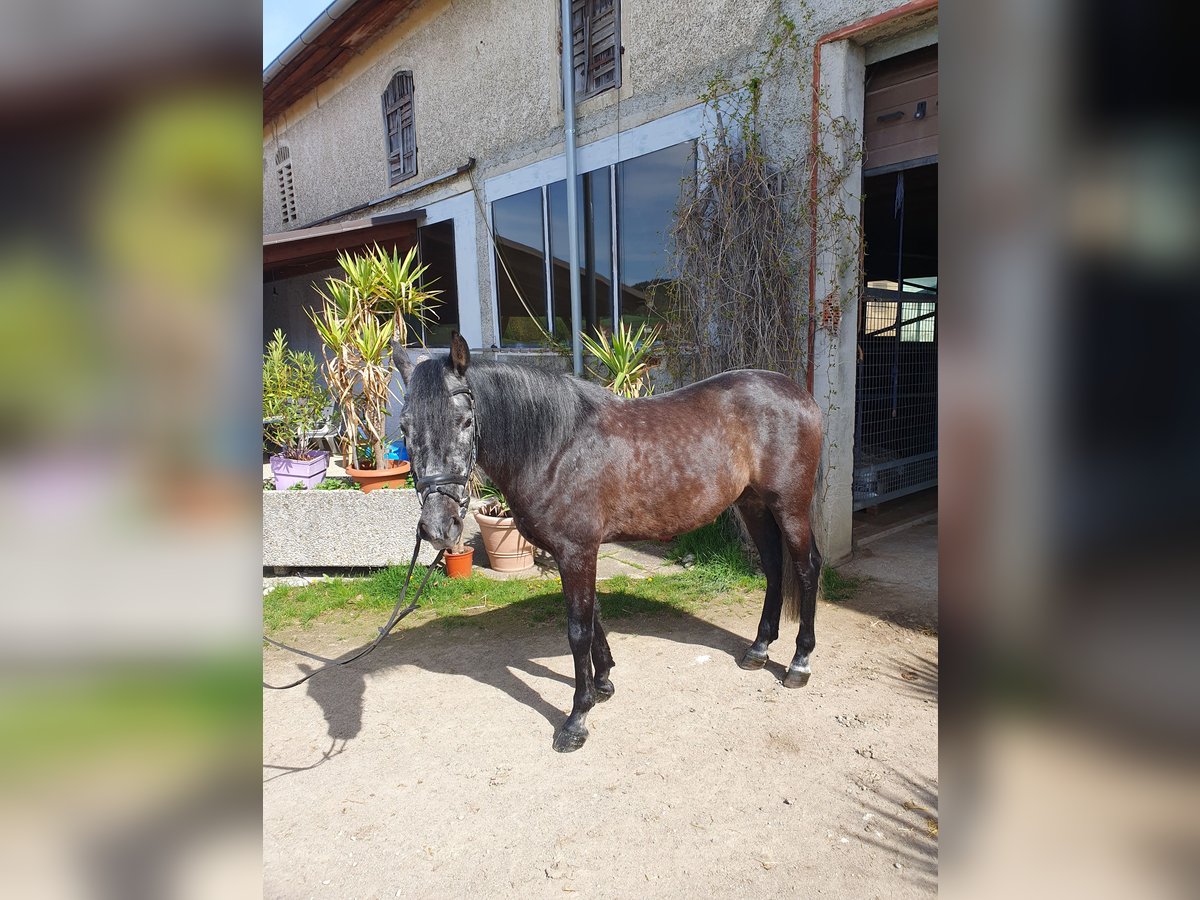 Más caballos centroeuropeos Caballo castrado 6 años 158 cm Tordillo negro in Schlatt