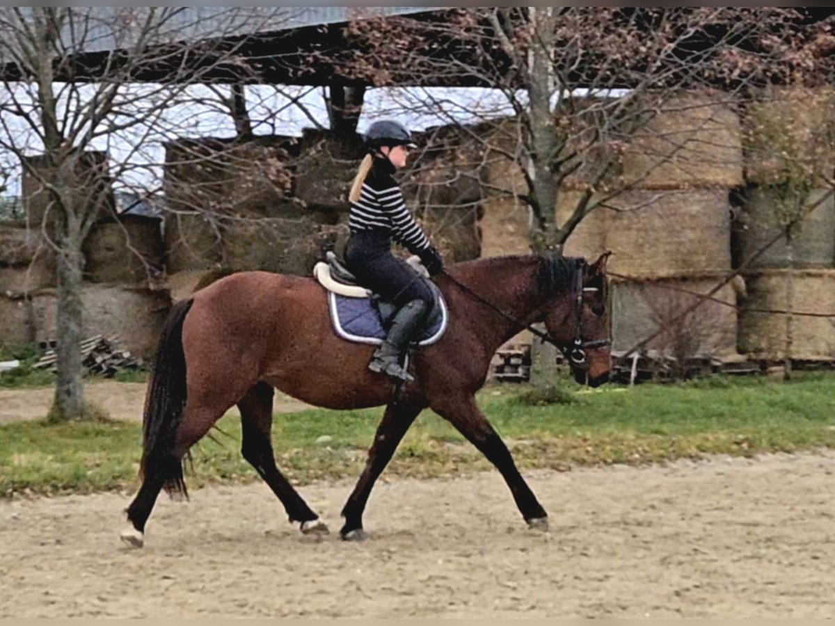 Más caballos centroeuropeos Caballo castrado 6 años 159 cm Castaño in Schattendorf