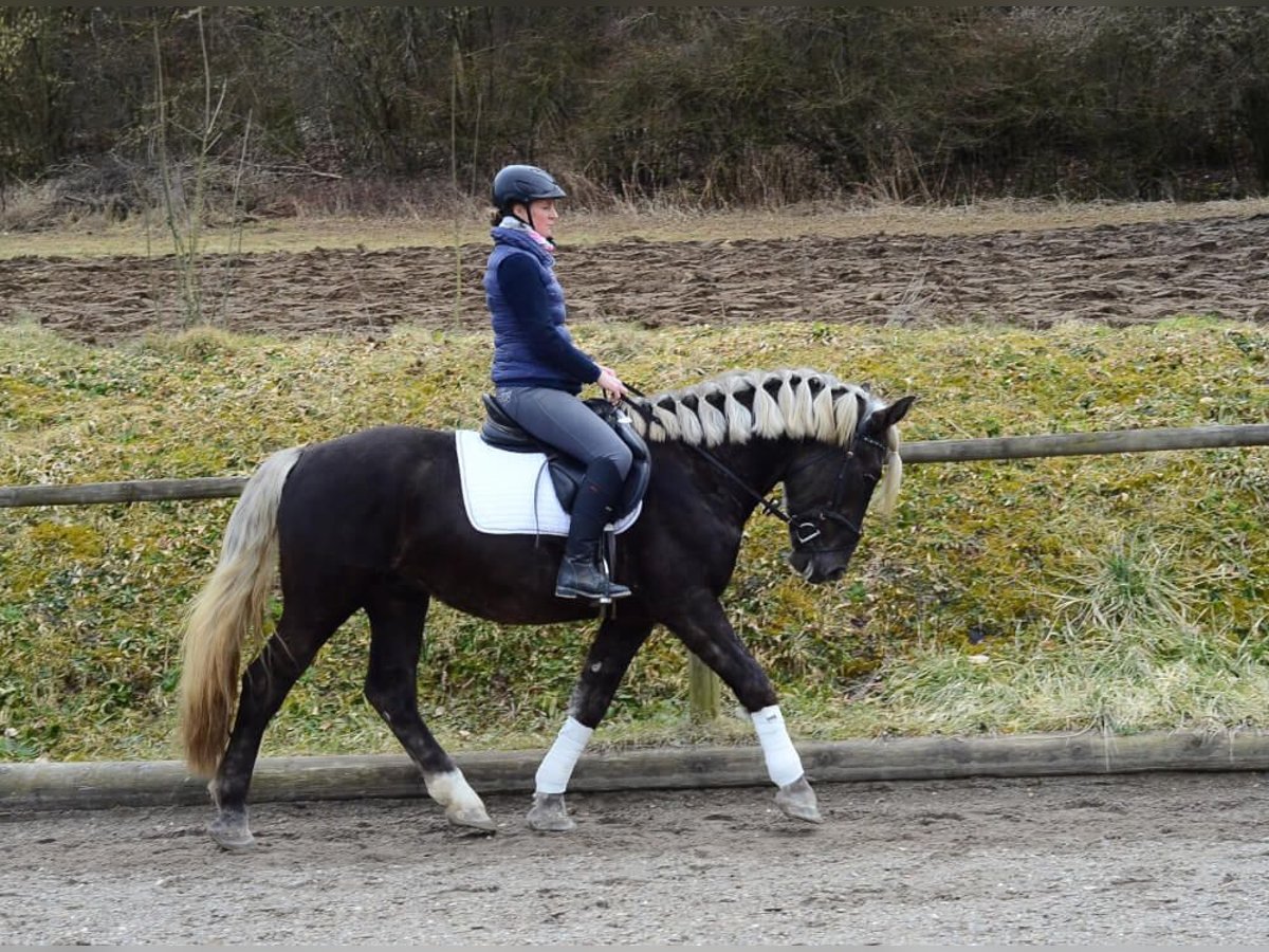 Más caballos centroeuropeos Caballo castrado 6 años 160 cm in Wellheim