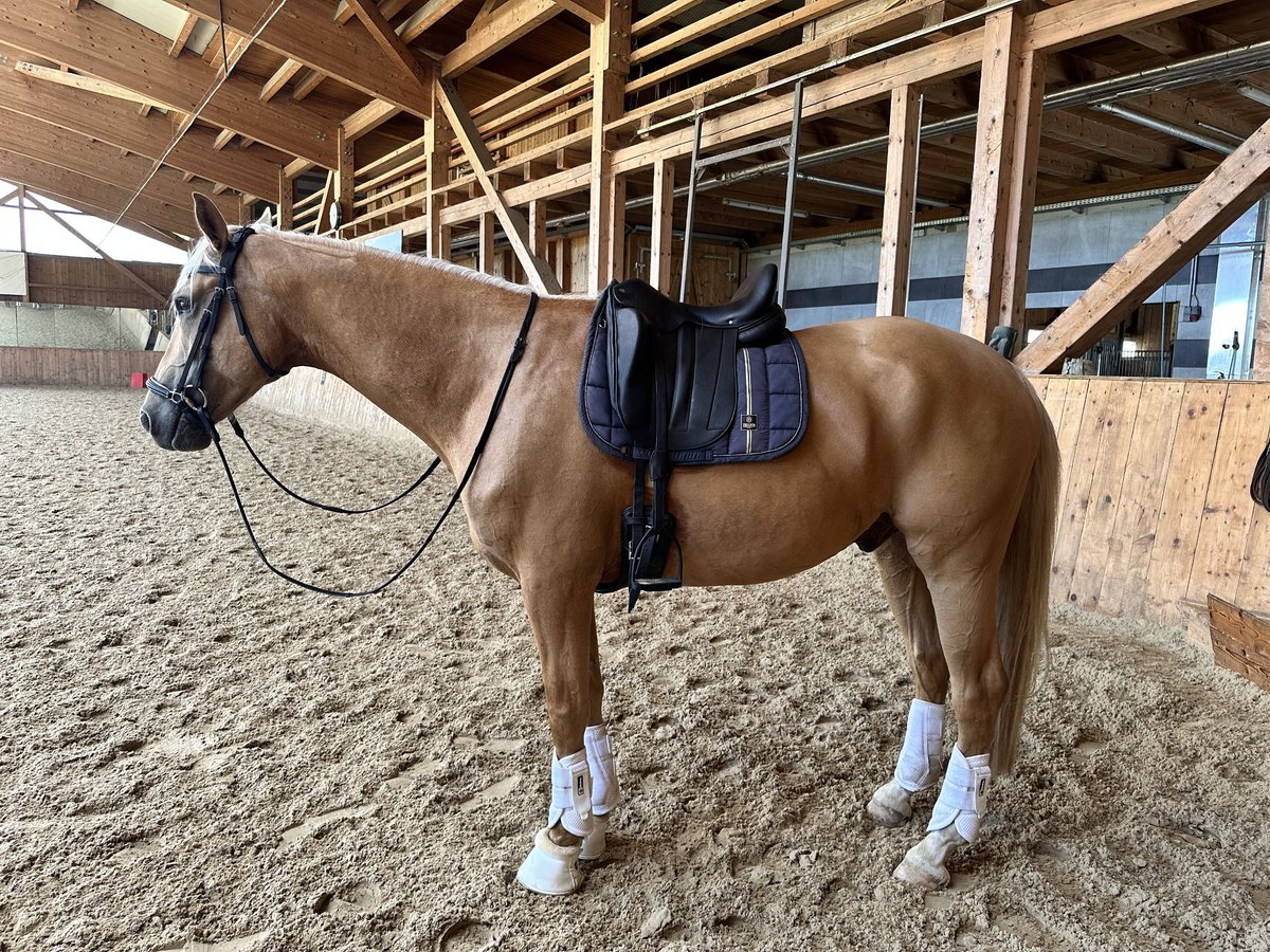 Más caballos centroeuropeos Mestizo Caballo castrado 6 años 162 cm Palomino in Grossgmain