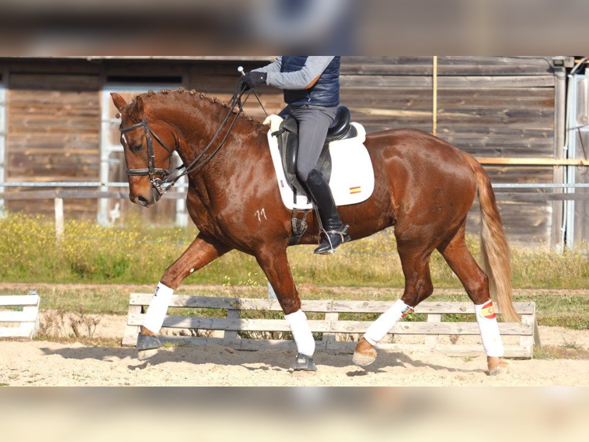 Más caballos centroeuropeos Caballo castrado 6 años 166 cm Alazán-tostado in NAVAS DEL MADRONO