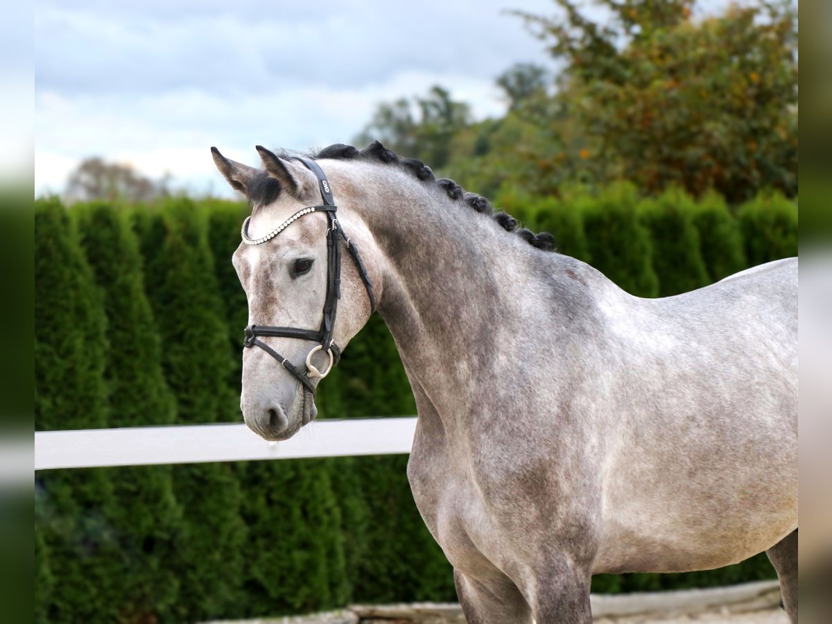 Más caballos centroeuropeos Caballo castrado 6 años 166 cm Tordo in Schwäbisch Hall