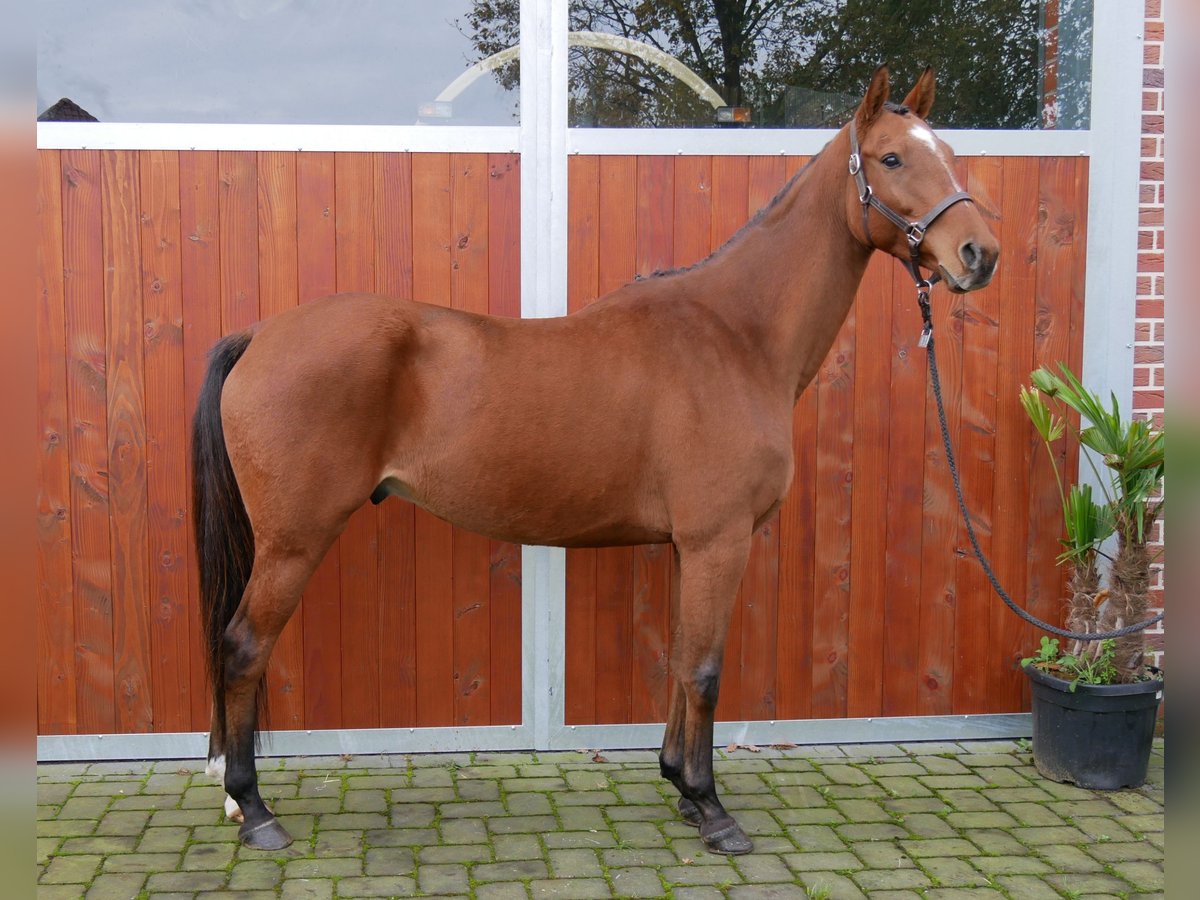 Más caballos centroeuropeos Caballo castrado 6 años 168 cm in Dorsten