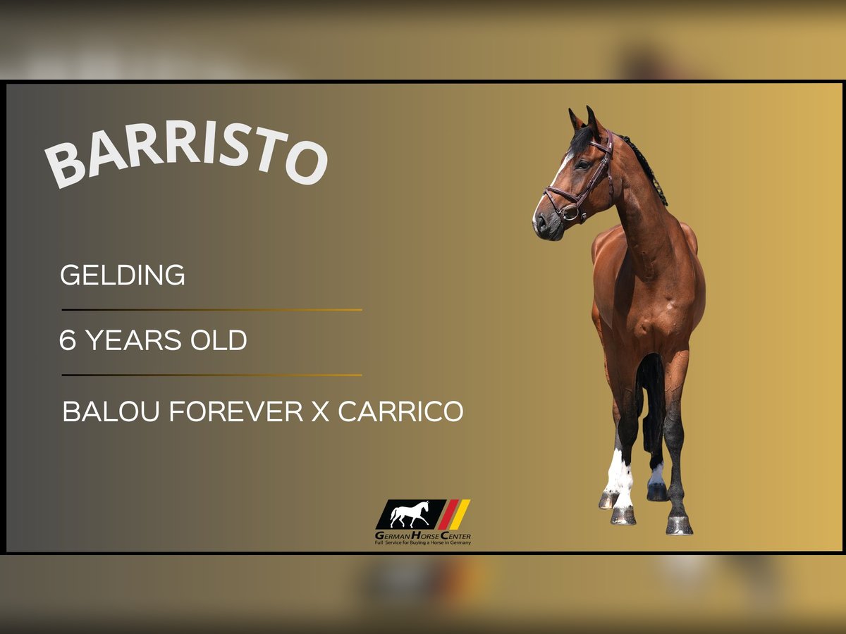 Más caballos centroeuropeos Caballo castrado 6 años 170 cm Castaño in Z&#xFC;lpich