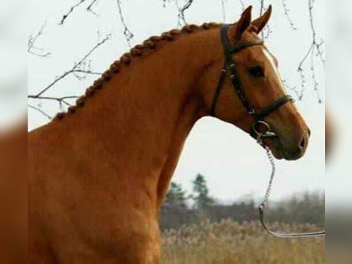 Más caballos centroeuropeos Caballo castrado 6 años 172 cm Alazán-tostado in Listowel