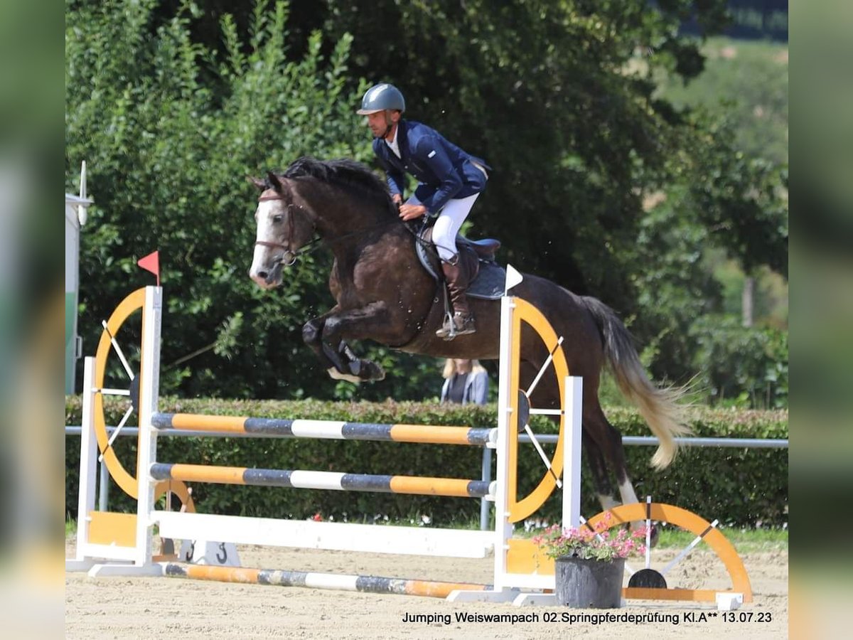 Más caballos centroeuropeos Caballo castrado 6 años 173 cm Tordo in Troisvierges