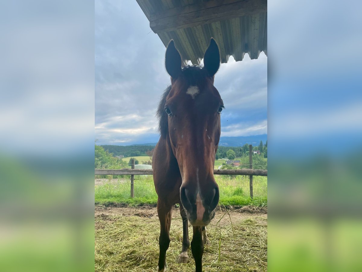 Más caballos centroeuropeos Caballo castrado 6 años in Stainz