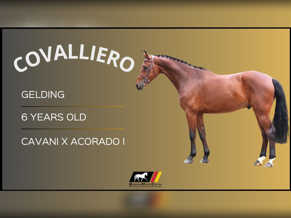 Más caballos centroeuropeos Caballo castrado 6 años Castaño in Z&#xFC;lpich