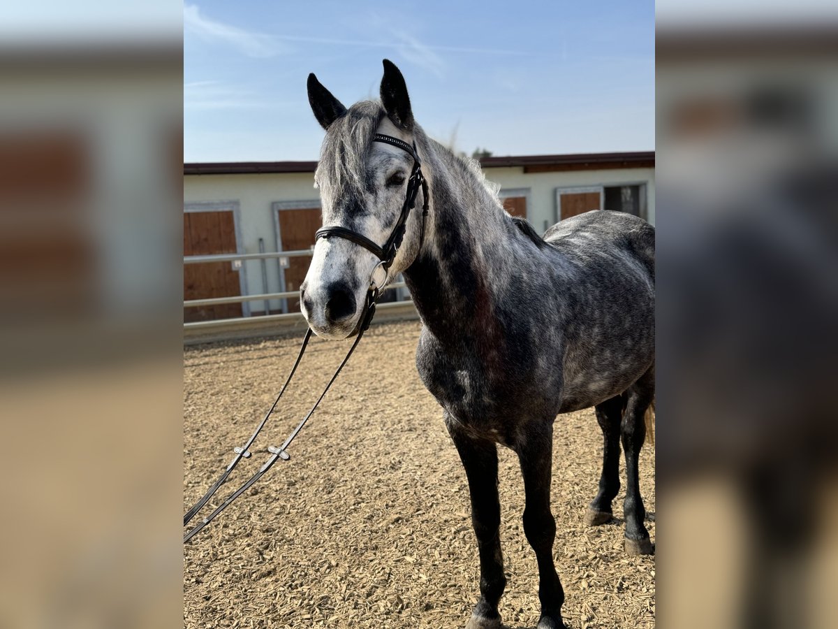 Más caballos centroeuropeos Caballo castrado 7 años 153 cm Tordo in Schnaittach