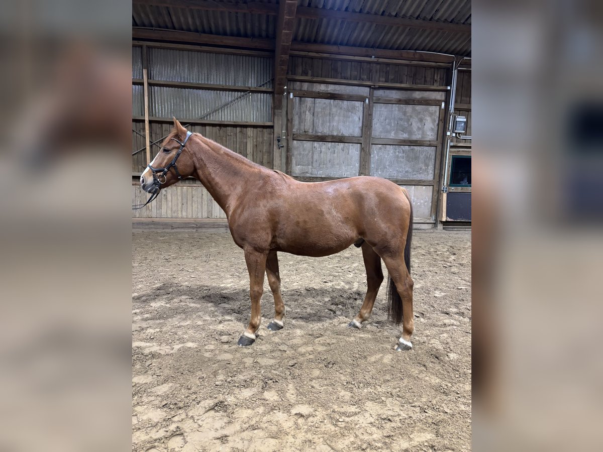 Más caballos centroeuropeos Caballo castrado 7 años 155 cm Alazán in Herford