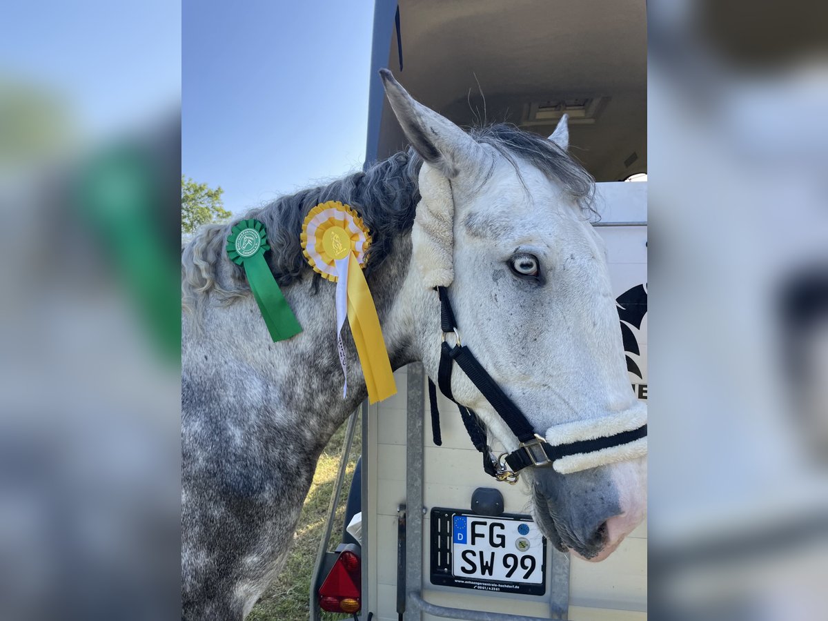 Más caballos centroeuropeos Caballo castrado 7 años 160 cm Tordo in Freiberg