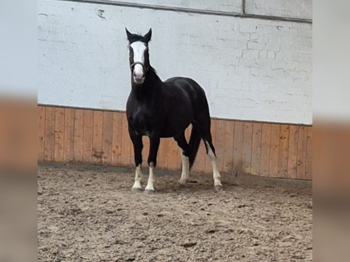 Más caballos centroeuropeos Mestizo Caballo castrado 7 años 162 cm Sabino in Fredenbeck