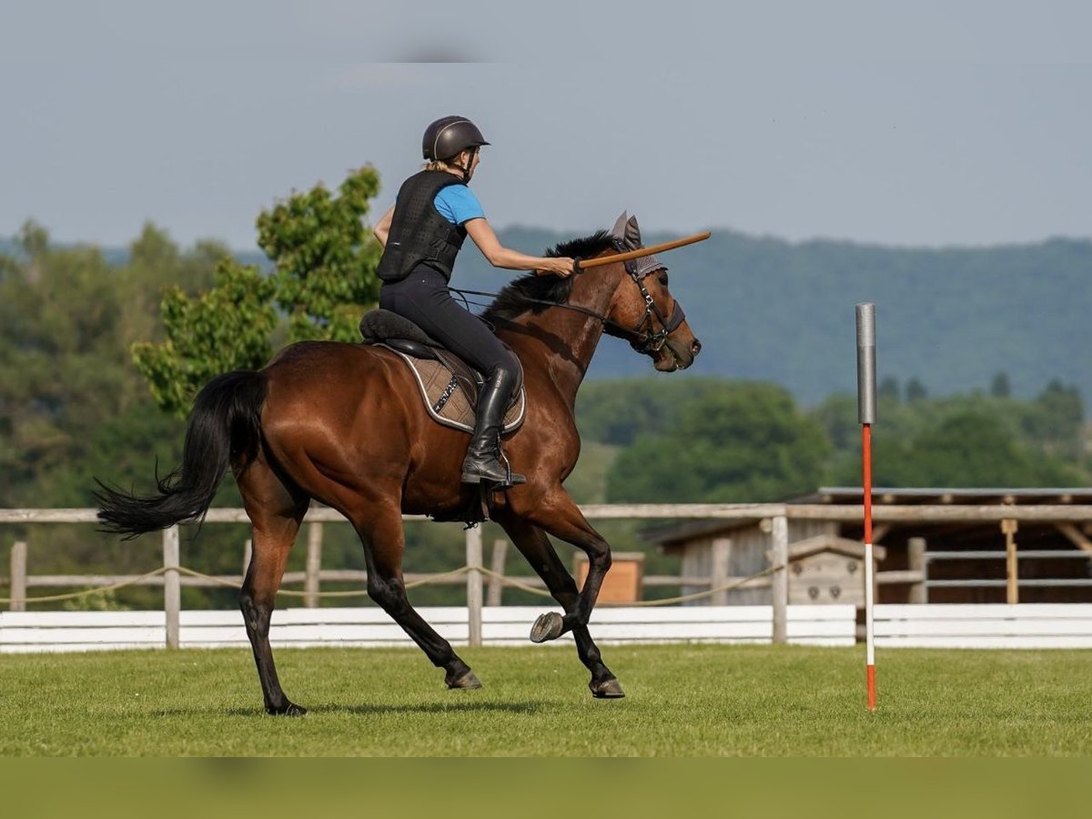 Más caballos centroeuropeos Caballo castrado 7 años 163 cm Castaño in Pelmberg