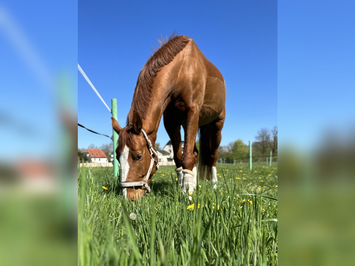 Más caballos centroeuropeos Caballo castrado 7 años 165 cm Alazán in Löhne