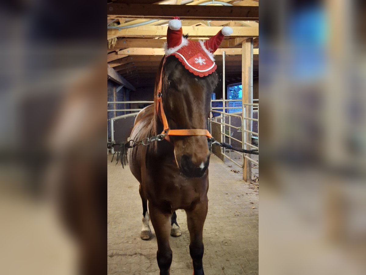 Más caballos centroeuropeos Caballo castrado 7 años 166 cm Castaño in Möttingen