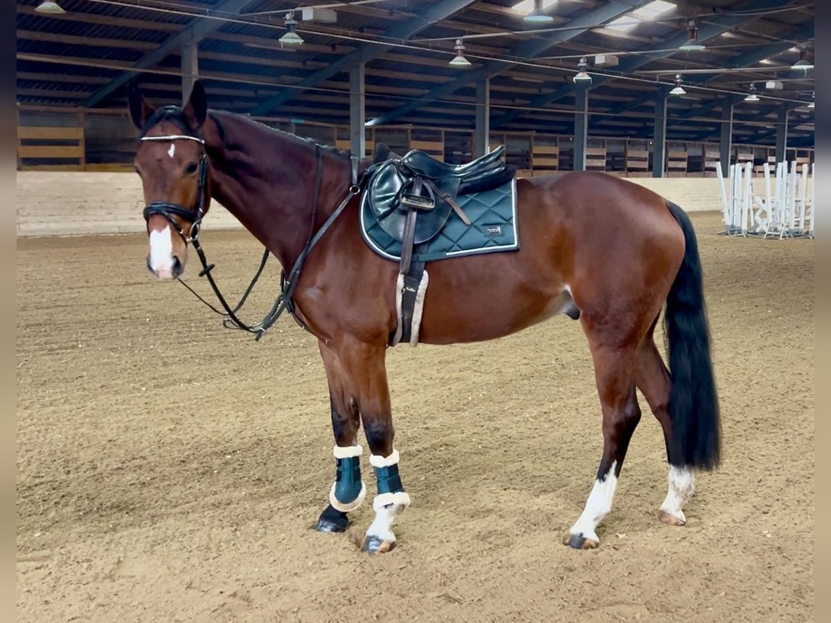 Más caballos centroeuropeos Caballo castrado 7 años 166 cm Castaño in Pelmberg