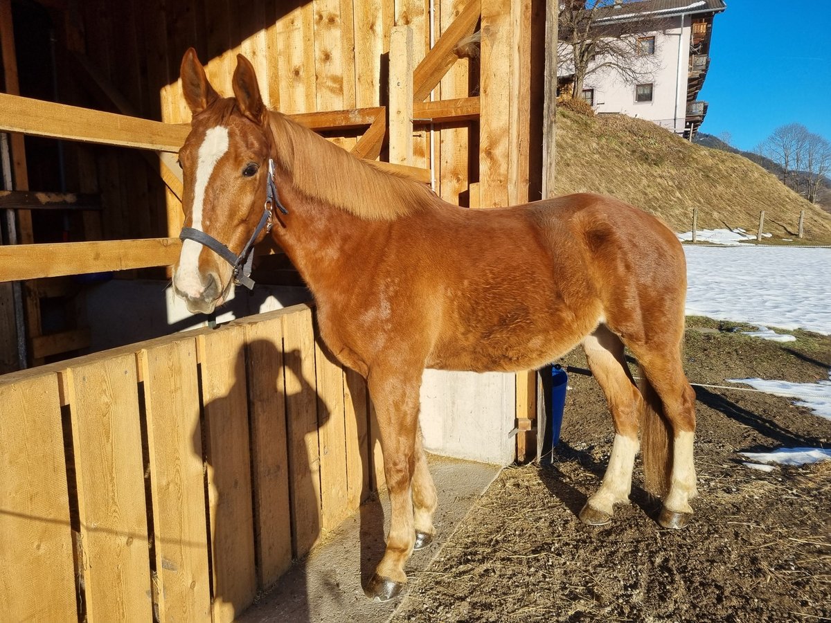 Más caballos centroeuropeos Caballo castrado 7 años 167 cm Alazán in Piesendorf