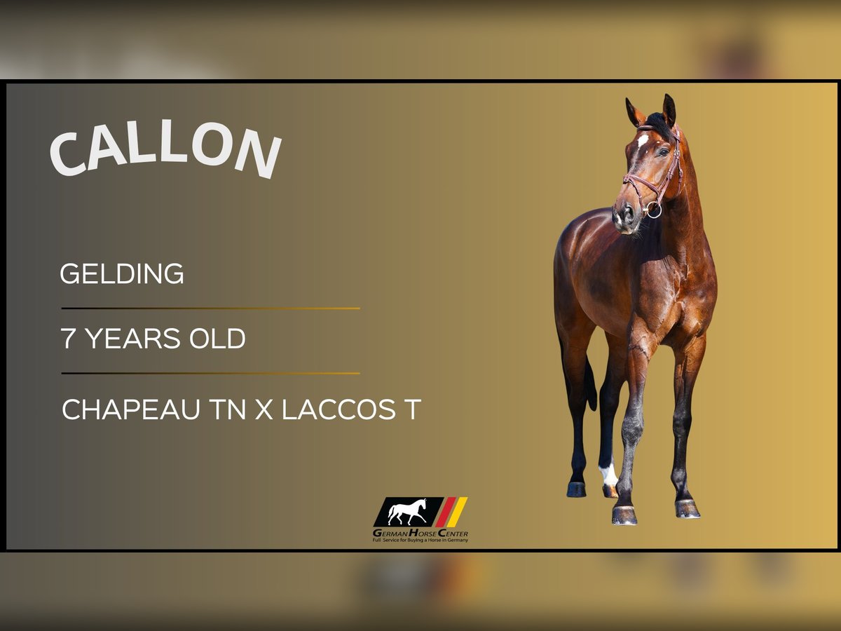 Más caballos centroeuropeos Caballo castrado 7 años Castaño in Z&#xFC;lpich
