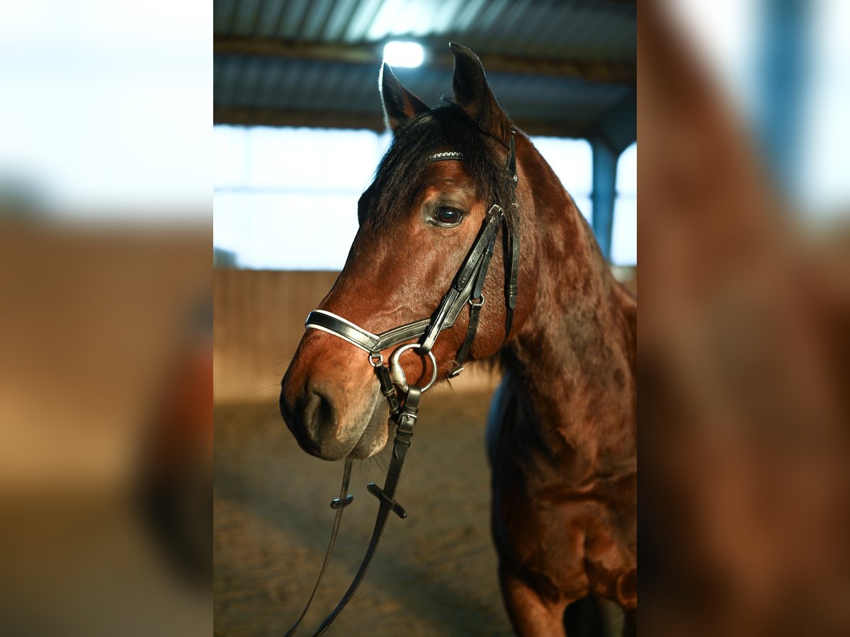 Más caballos centroeuropeos Mestizo Caballo castrado 8 años 158 cm Castaño in Leinburg