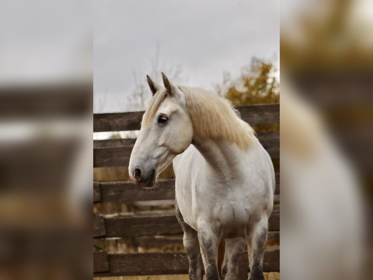 Más caballos centroeuropeos Mestizo Caballo castrado 8 años 160 cm Tordo in Hirschendorf