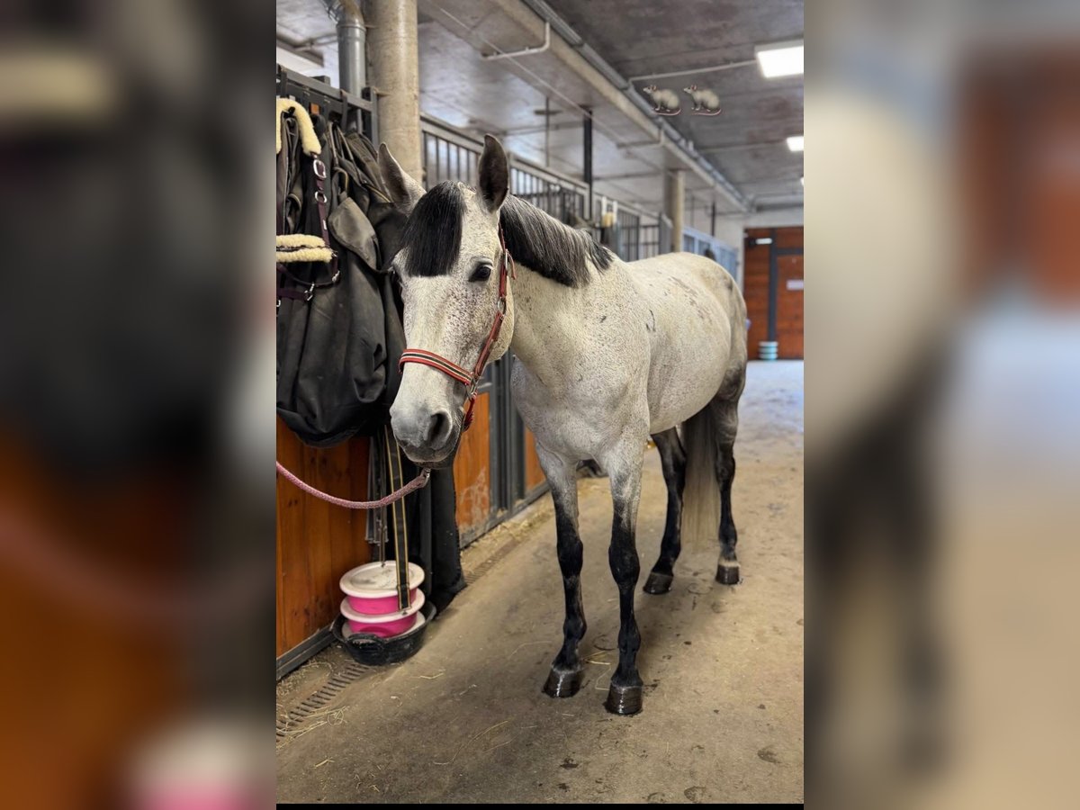 Más caballos centroeuropeos Caballo castrado 8 años 160 cm Tordo rodado in Gda&#x144;sk