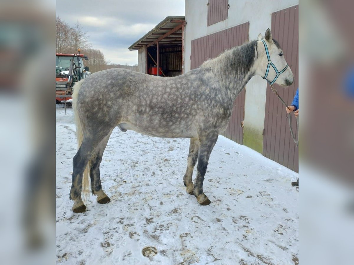Más caballos centroeuropeos Mestizo Caballo castrado 8 años 161 cm Tordo in Gizałki