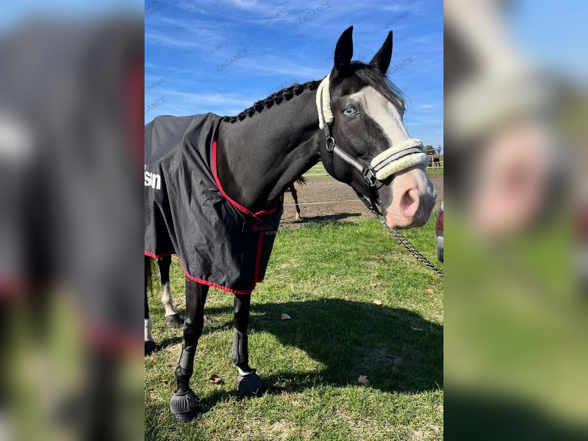 Más caballos centroeuropeos Caballo castrado 8 años 165 cm Negro in Pescara