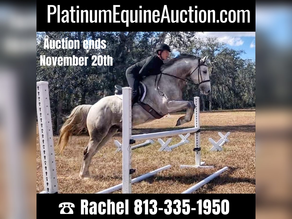 Más caballos centroeuropeos Caballo castrado 9 años 163 cm Tordo rodado in Brooksville Flordia