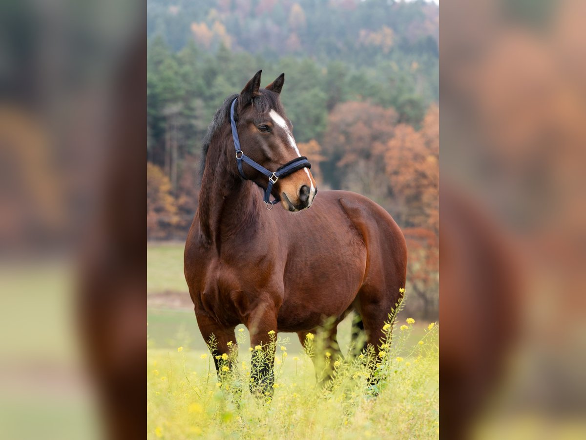Más caballos centroeuropeos Caballo castrado 9 años Castaño in Mainleus