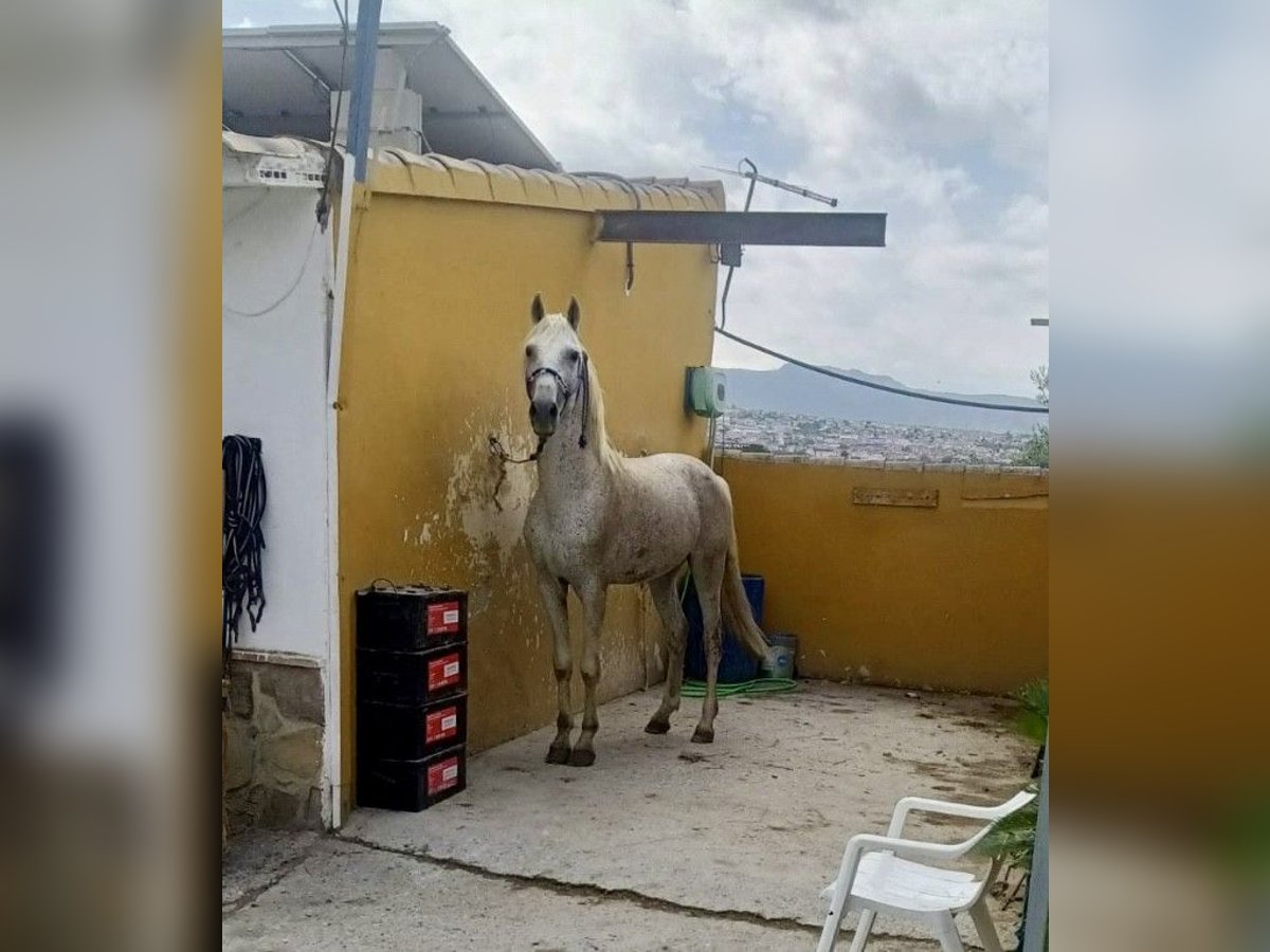 Más caballos centroeuropeos Semental 10 años 162 cm Tordo picazo in Granada