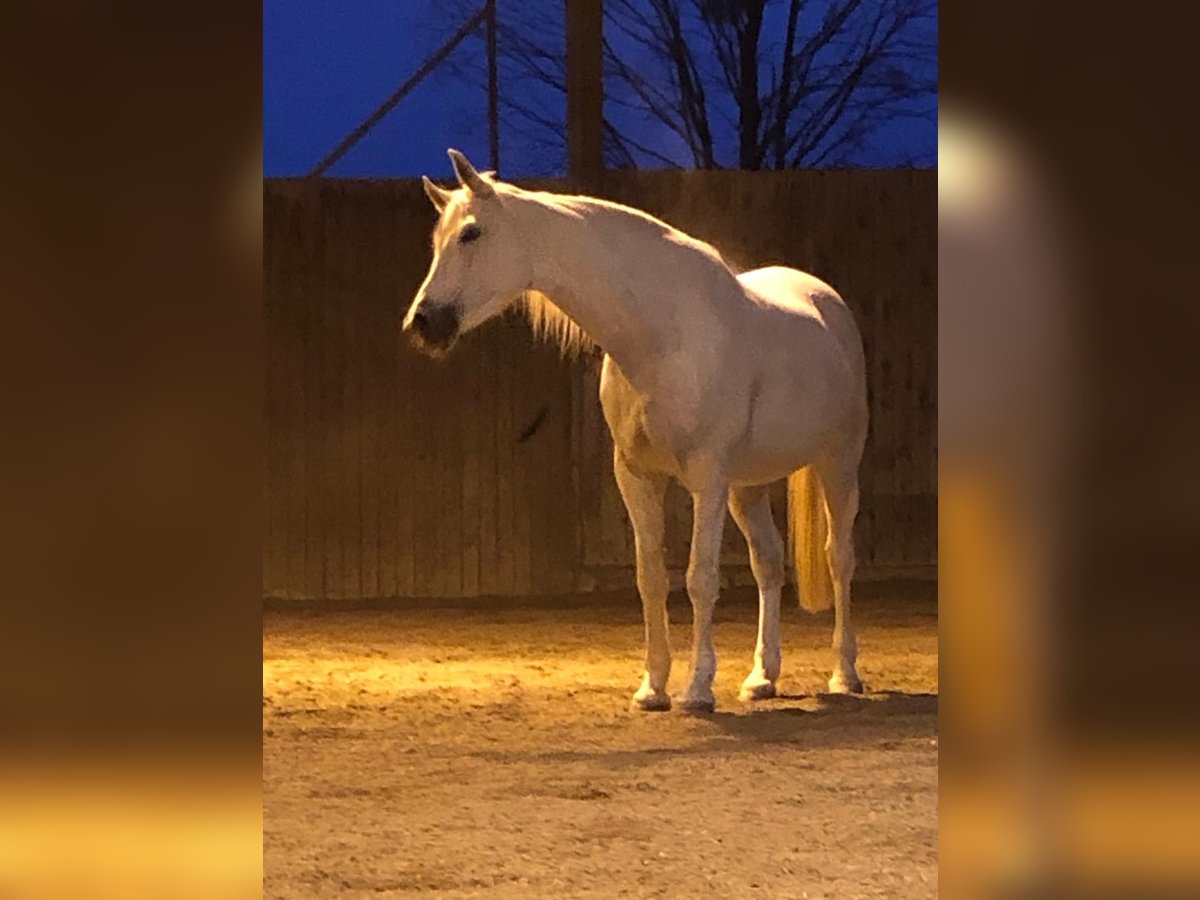 Más caballos centroeuropeos Semental 14 años 168 cm Tordo in Fußach