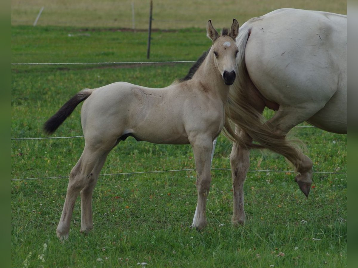 Más caballos centroeuropeos Semental 1 año 167 cm Buckskin/Bayo in Ruila