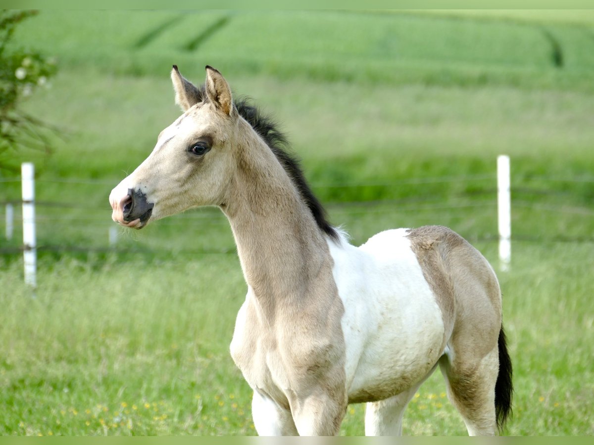 Más caballos centroeuropeos Semental 1 año 170 cm Pío in Borgentreich