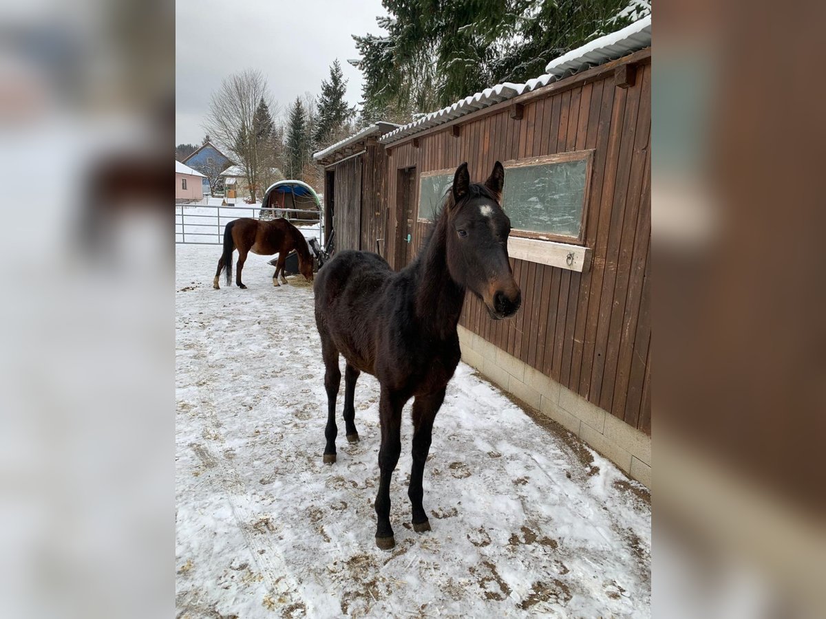 Más caballos centroeuropeos Semental 1 año Castaño oscuro in Puch