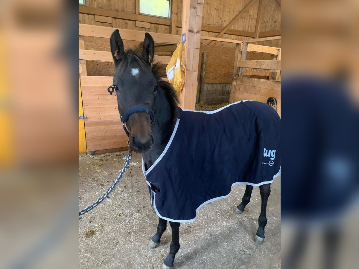 Más caballos centroeuropeos Semental 1 año Castaño oscuro in Puch