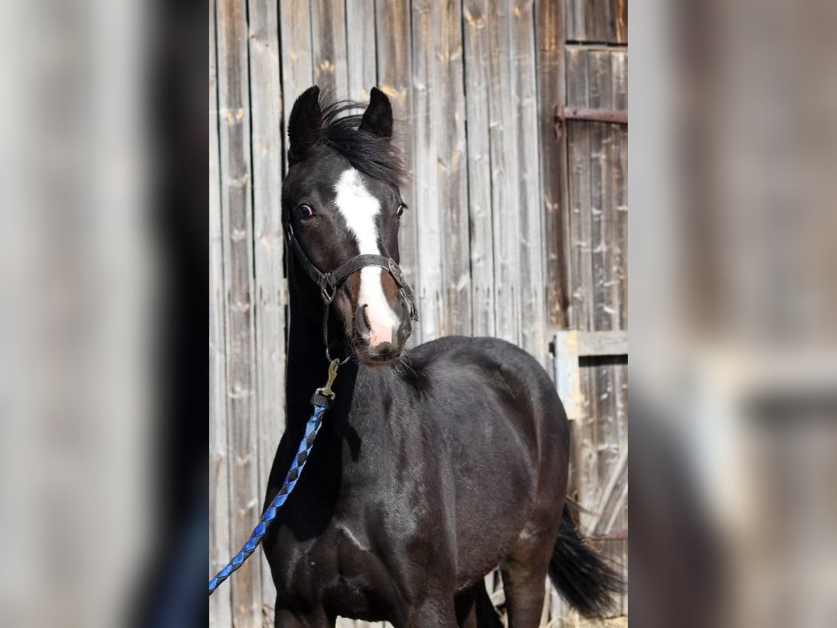 Más caballos centroeuropeos Semental 1 año Castaño oscuro in Kuorevesi