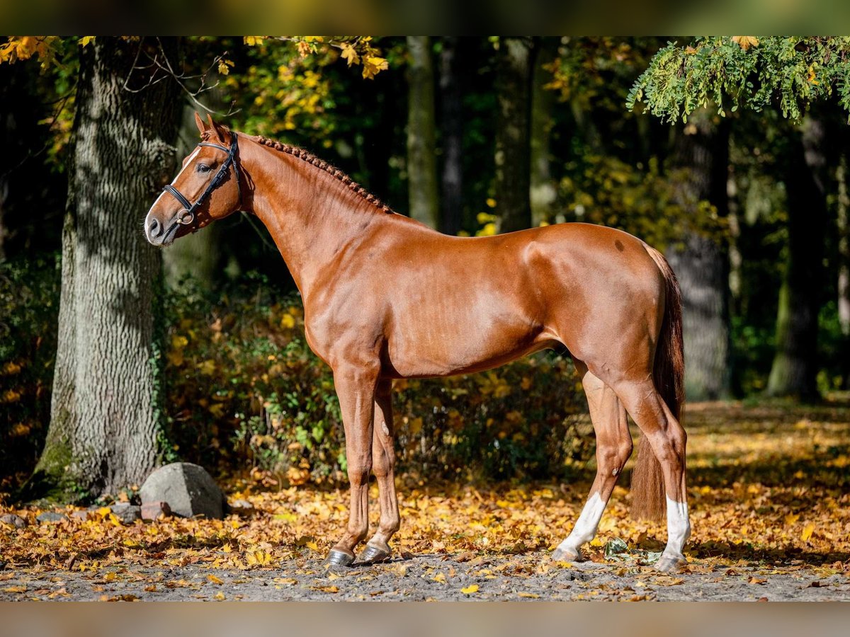 Más caballos centroeuropeos Semental 2 años 165 cm Alazán in Poznań