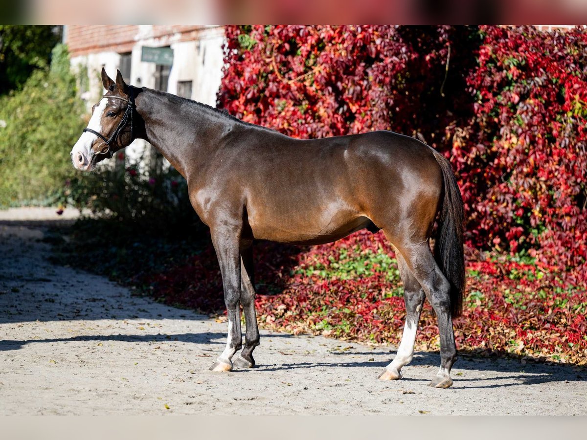 Más caballos centroeuropeos Semental 2 años 165 cm Castaño in Poznań