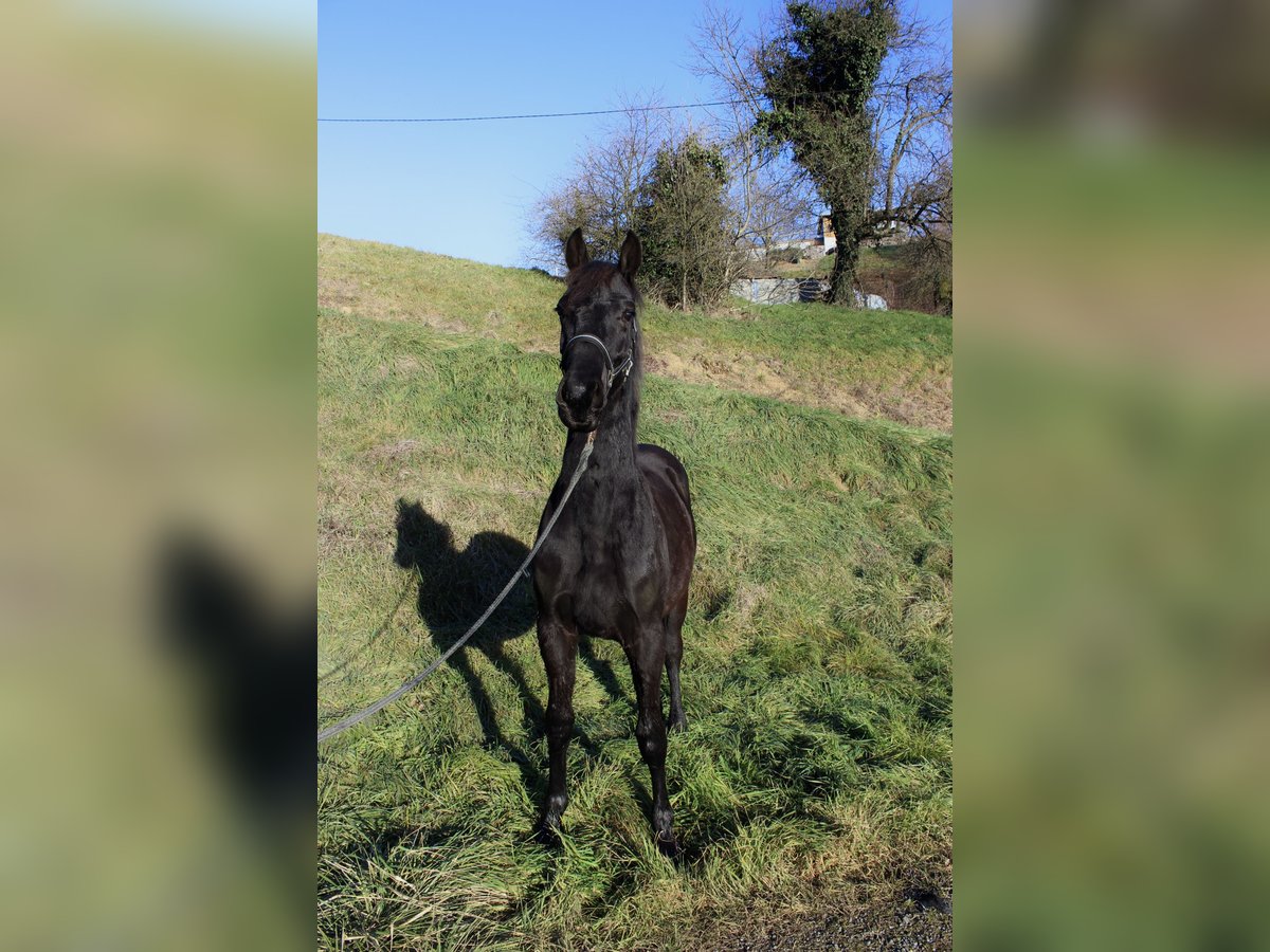 Más caballos centroeuropeos Semental 2 años 174 cm Negro in Kapfenstein